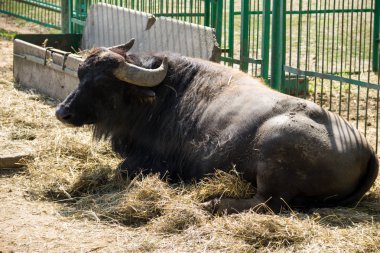 Asya su bufalosu portresi (Bubalus arnee)