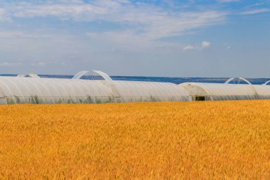 Sebze yetiştirmek için plastik bir sera olarak Polietilen tünel