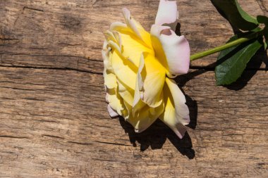 Kırsal arka planda güzel sarı bir gül