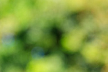 Yeşil doğal bulanık soyut arkaplan