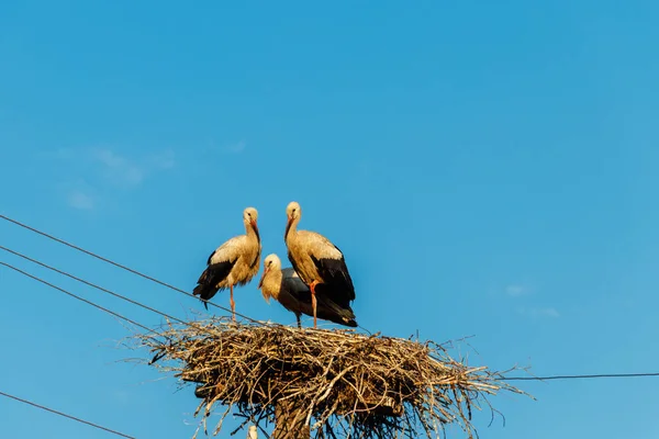 Čápů Bílá Ciconia Ciconia Hnízdě Tyči — Stock fotografie