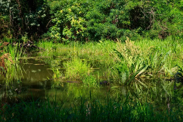 Marais Dans Forêt Caduque Verte Été — Photo