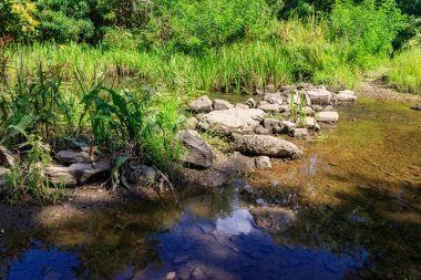 Yazın yeşil ormanda küçük bir nehir.