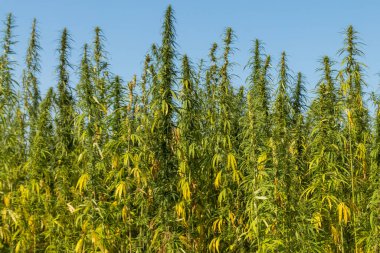 Yeşil kenevir tarlası (marijuana) bitkileri