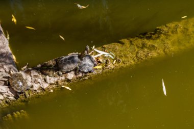Avrupa su birikintisi kaplumbağaları (emys orbicularis)