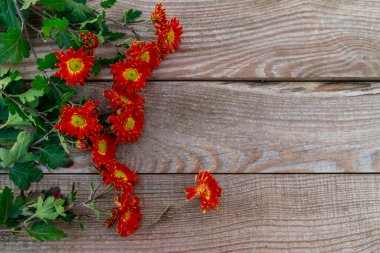 Ahşap arka planda kırmızı krizantemler. Üst görünüm, kopyalama alanı