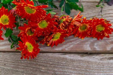 Ahşap arka planda kırmızı krizantemler
