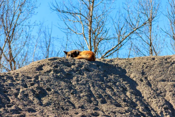 Stray dog lie on a slag heap