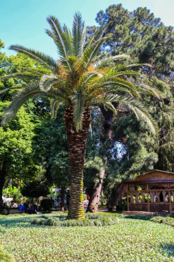 Georgia, Batumi Bulvarı 'nda güzel bir hurma ağacı.