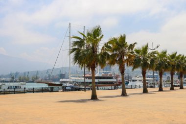 Gürcistan, Batumi 'de palmiye ağaçları ile deniz kenarında gezinti
