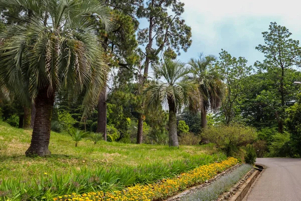 Krásné Datlové Palmy Botanické Zahradě Batumi Georgia — Stock fotografie