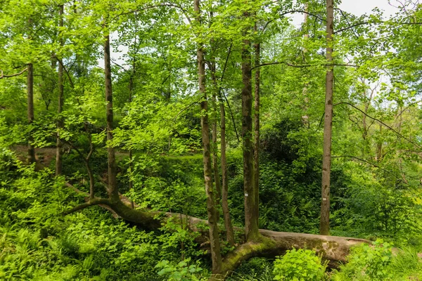 Georgia Batum Botanik Bahçesinde Düşen Lale Ağacı — Stok fotoğraf