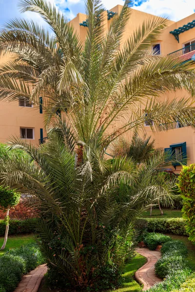 Высокая Пальма Саду — стоковое фото