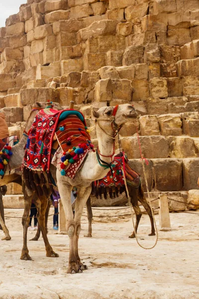 Бактрийский Верблюд Красочным Седлом Возле Великих Пирамид Гизы Каире Египет — стоковое фото