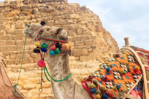 Wielbłąd Tle Piramidy Gizie — Zdjęcie stockowe