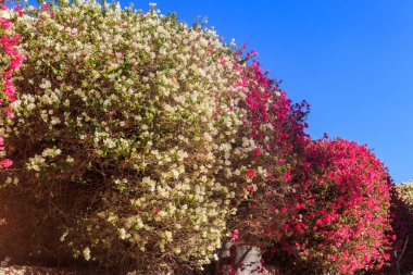 Bahçede çiçek açan güzel begonviller