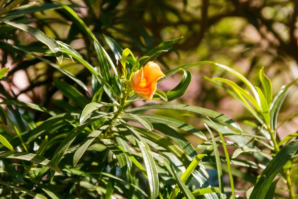 Apricot Colored Flower Cascabela Thevetia Yellow Oleander Lucky Nut — Stock Photo, Image