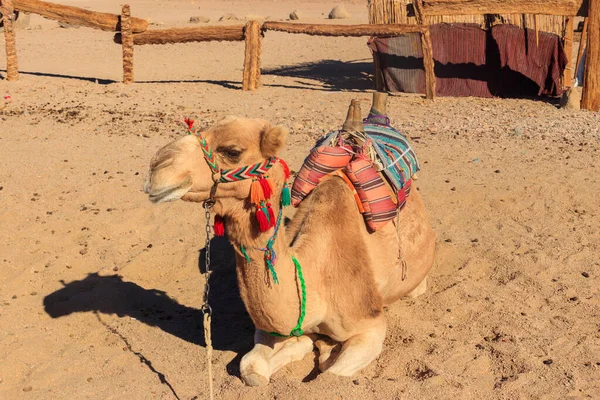 Cammello Con Sella Beduina Tradizionale Nel Deserto Arabo Egitto — Foto Stock