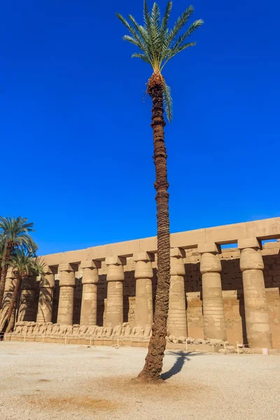 Palmiers Dans Complexe Temple Karnak Louxor Egypte — Photo