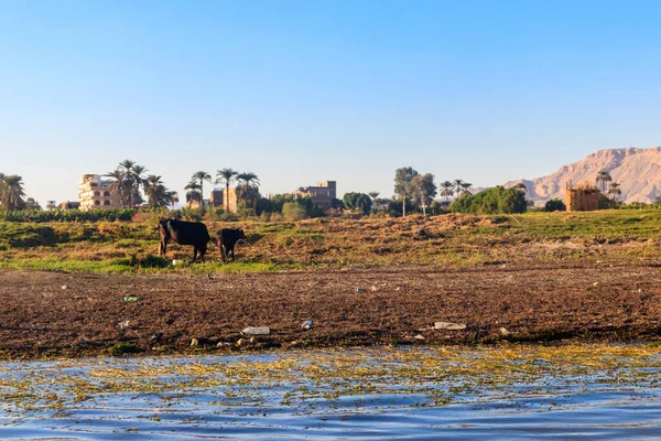 Krávy Pasoucí Břehu Řeky Nil Egypt — Stock fotografie