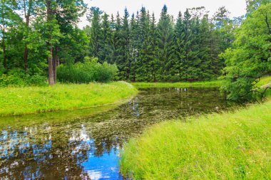 Rusya 'da karışık bir yaprak döken ve kozalaklı ormanda küçük bir nehir. Yaz manzarası