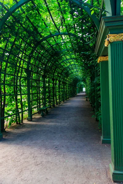 俄罗斯圣彼得堡夏季公园的金属拱形隧道 上面覆盖着绿色攀爬植物 — 图库照片