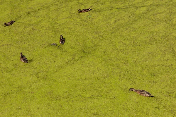 Дикие Утки Плавают Озере Покрытом Зеленой Уткой — стоковое фото
