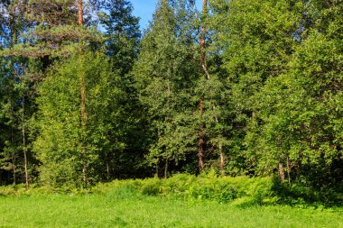 Rusya 'da karışık bir yaprak döken ve kozalaklı orman manzarası. Yaz manzarası