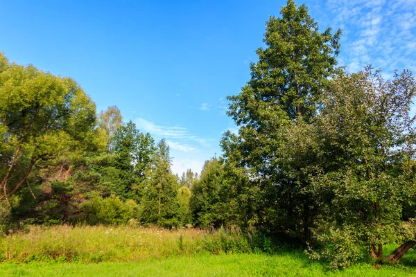 View Mixed Deciduous Coniferous Forest Russia Summer Landscape — Stock Photo, Image