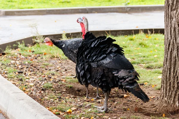 Turkeys Poultry Yard Farm — Stock Photo, Image