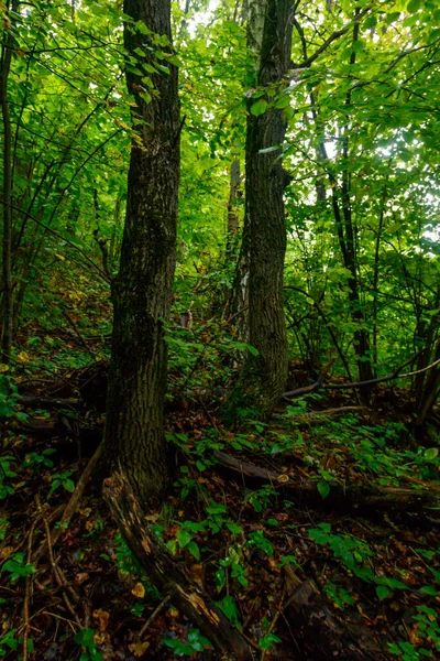 Uitzicht Een Groen Bos Zomer — Stockfoto