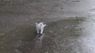 Islak, üzgün, yağmurdan sonra sokakta kalmış kedi yavrusu.