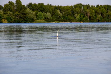 Dinyeper nehrinde küçük balıkçıl ya da beyaz balıkçıl (Egretta garzetta)