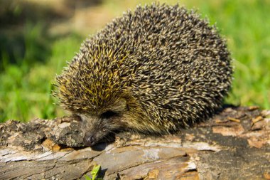 Genç dikenli kirpi kütüğün üzerinde