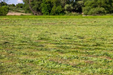 Saman sıralarıyla yeni biçilmiş çayır. Tarım Yazı manzarası