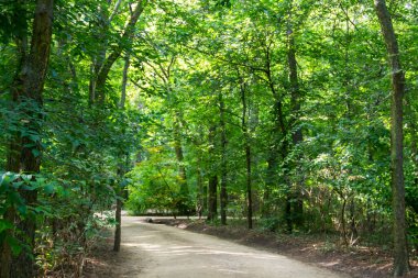 Yazın yeşil parktaki patika