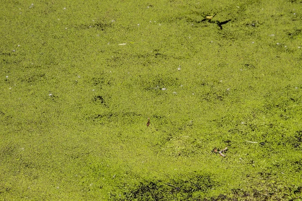 Zielone Kaczkweed Powierzchni Wody — Zdjęcie stockowe