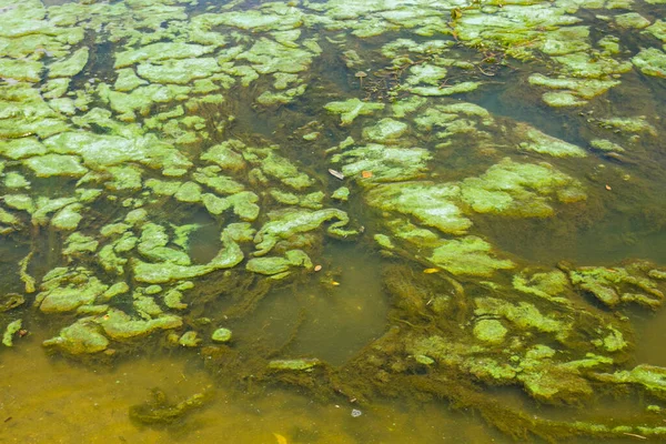 Зелені Водорості Поверхні Води — стокове фото