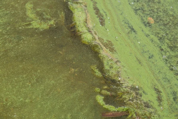 Zelené Řasy Vodě Písečné Pláži Znečištění Vody Ekologický Problém — Stock fotografie