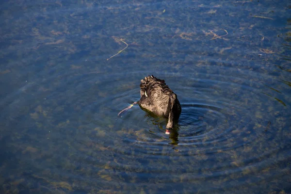 Cygne Noir Flottant Surface Lac — Photo