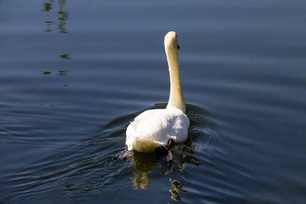 Bílá Labuť Plovoucí Jezeře — Stock fotografie