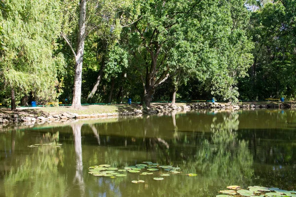 Lac Calme Dans Parc Verdoyant Été — Photo