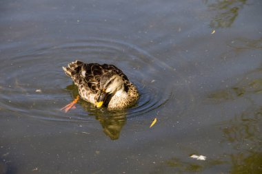 Göl yüzeyindeki vahşi ördekler
