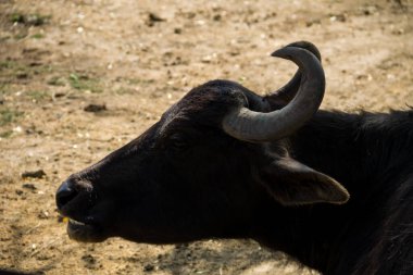 Asya su bufalosu portresi (Bubalus arnee)