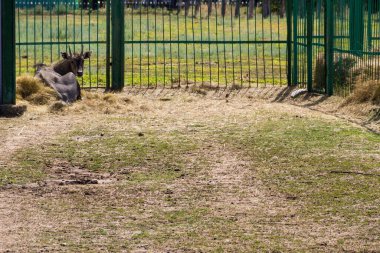Antilop Nilgai veya Mavi Boğa (Boselaphus Tragocamelus)