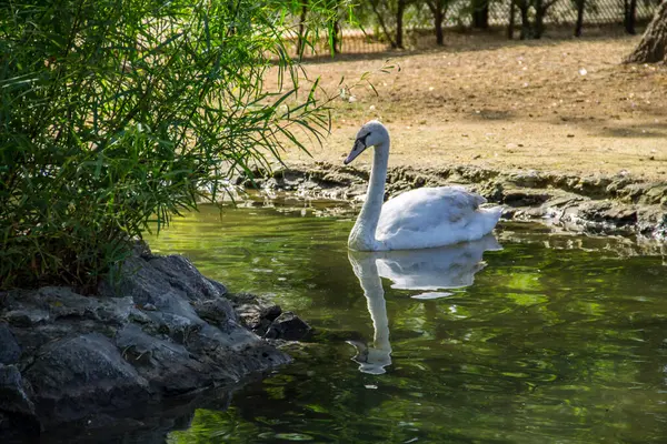 湖に浮かぶ白い白鳥 — ストック写真
