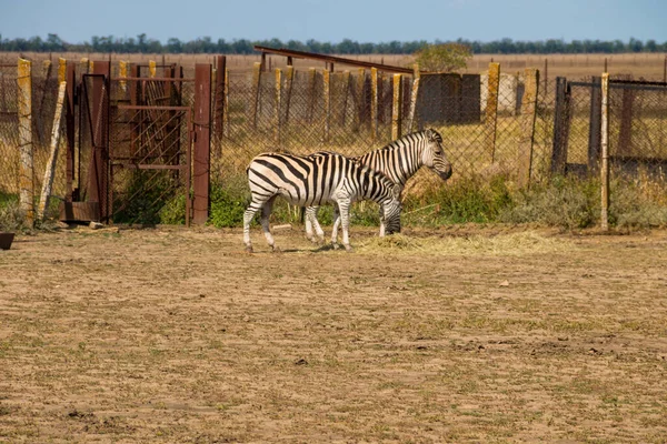 얼룩말 Equus Quagga Equus Burchellii 얼룩말 부르첼의 얼룩말로 도알려져 — 스톡 사진