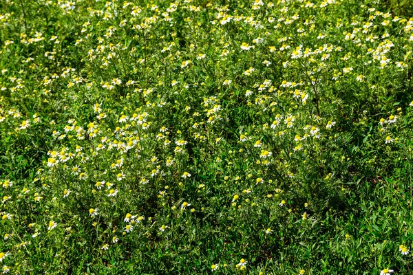 Pré Fleurs Camomille Officinale Matricaria Camomilla Contexte Naturel — Photo