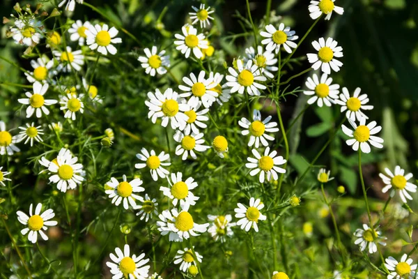 Wiese Mit Kamillenblüten Matricaria Chamomilla — Stockfoto