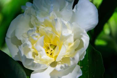 Bahçedeki beyaz şakayık